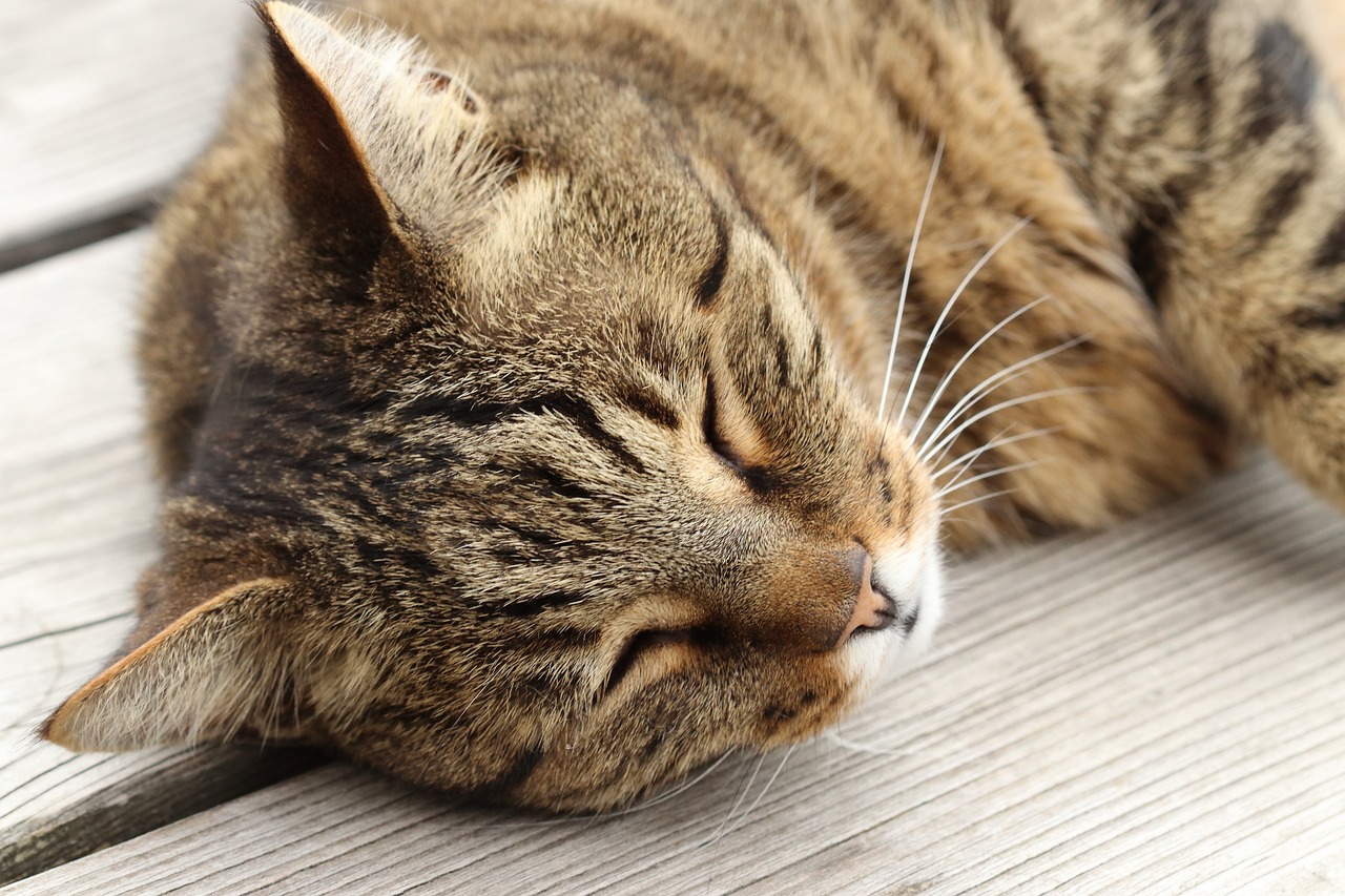 大熊猫福茹的离世，一个令人痛心的消息