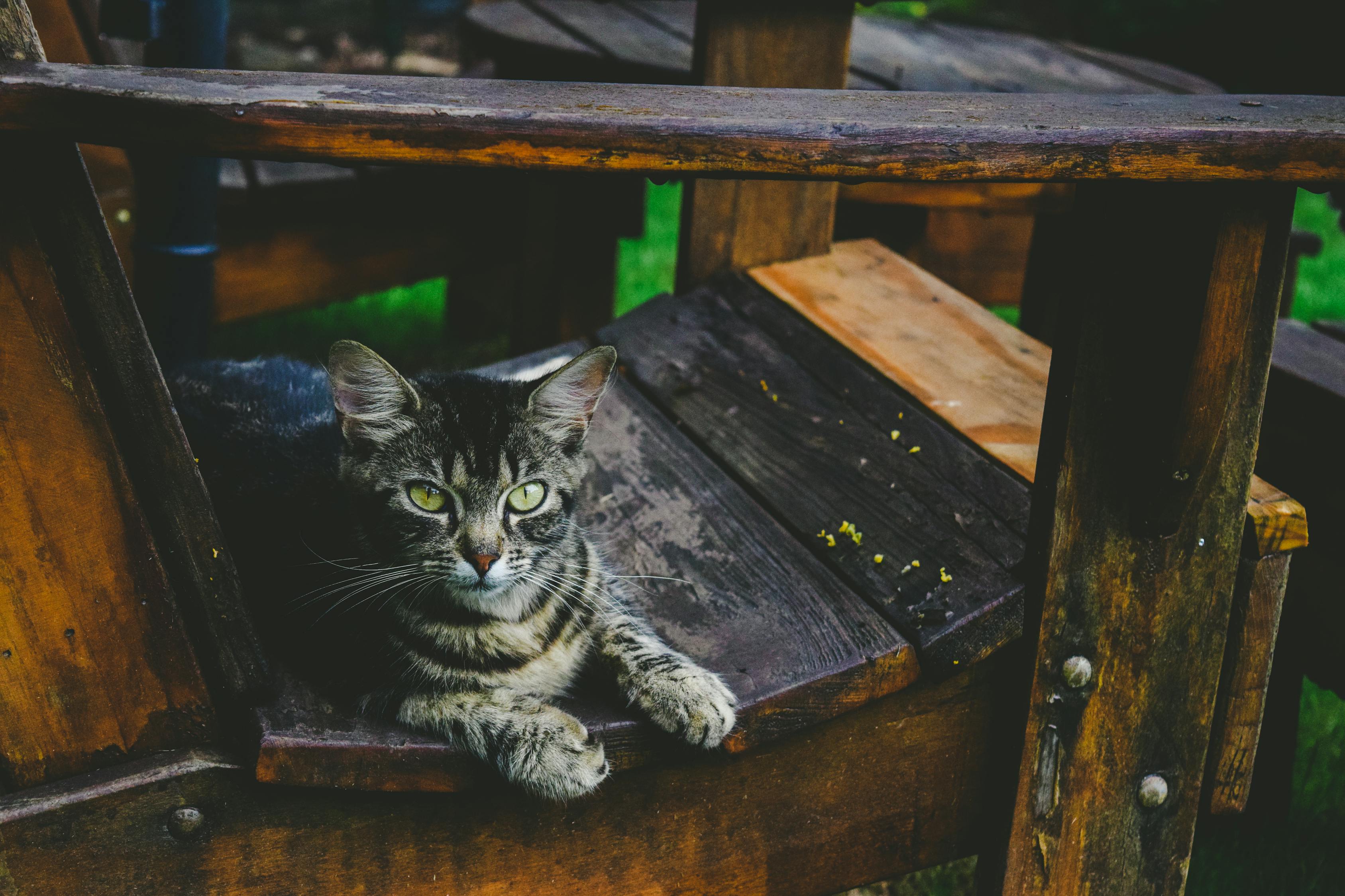 猫被绑四肢扔下12楼