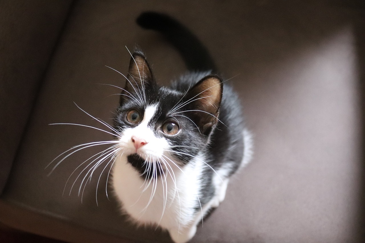 女子逛猫咖染宠物癣